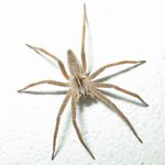 Pavouek na zdi
