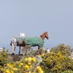 Kone v Irsku