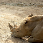 Zaduman nosoroec :)
