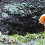 Zvltn zimn houba