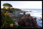Pacific Grove - Happy life of plants...:)