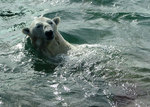 Vodni medved