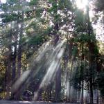 Svetlo porazi stromy