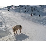 Alpy 2003 - 1. Na sjezdovce