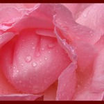 rose dream