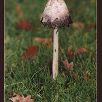 Podzimn houba