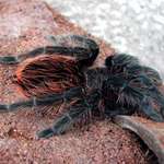 Pavoucek - Brachypelma Vagans Albopilosa