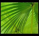 palm leafs...