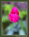 levitujc tulipn