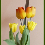 Tulipani :)
