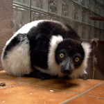 Lemur s vykulenma oima