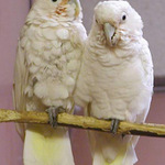 Papouci