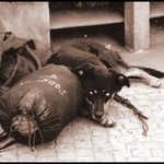 Pes bezdomovec