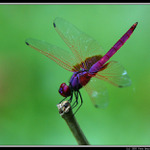 Immortal dragonfly :-)