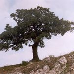 Moravsk bonsai