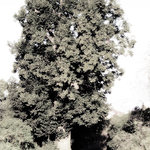 Strom v Auguste