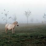 Kon v hmle