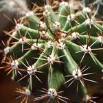 Kaktus Echinopsis Multiplex