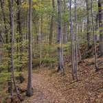 Podzim v bukovm lese