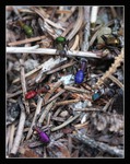 United colors of anthill 2