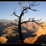 Strom v Grand Canyonu