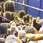 Kaktusrium