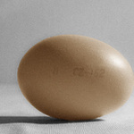 <i>Egg</i>
