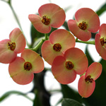 Kvtenstv - Euphorbia milii (trnov koruna)