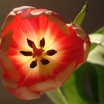 Tulipn