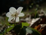 Sasanka lesn (Anemone sylvestris)