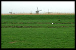 Kombajny :) - Kinderdijk - Holandsko
