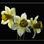 Narcissus noir
