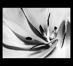 tulipn - abstrakt