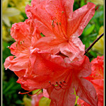 Krsa rododendron