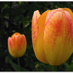 Dva tulipny