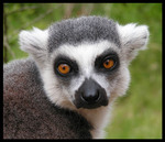 Koukm ty asi nebude Lemur co ???