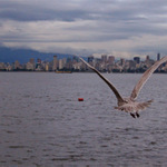 No jen letici ptak ve Vancouveru