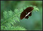 Papilio polytes 2