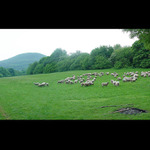 ovce na pastve - strazovske vrchy (SK)