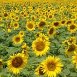 ..:: The Sunflowers ::..