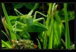 Kobylka zelen - Orthoptera
