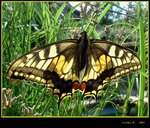 <strong><em>...:Papilio machaon:... </strong></em>
