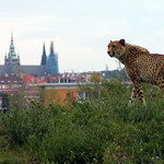 Gepard na hrad...
