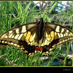 <strong><em>...:Papilio machaon:... </strong></em>