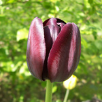 ern tulipn