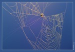 blue spiders web