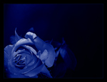 = Blue rose =