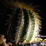 Midnight kaktus...