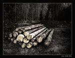 devastace lesa