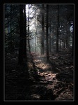 svtl chvilka v tmavm lese